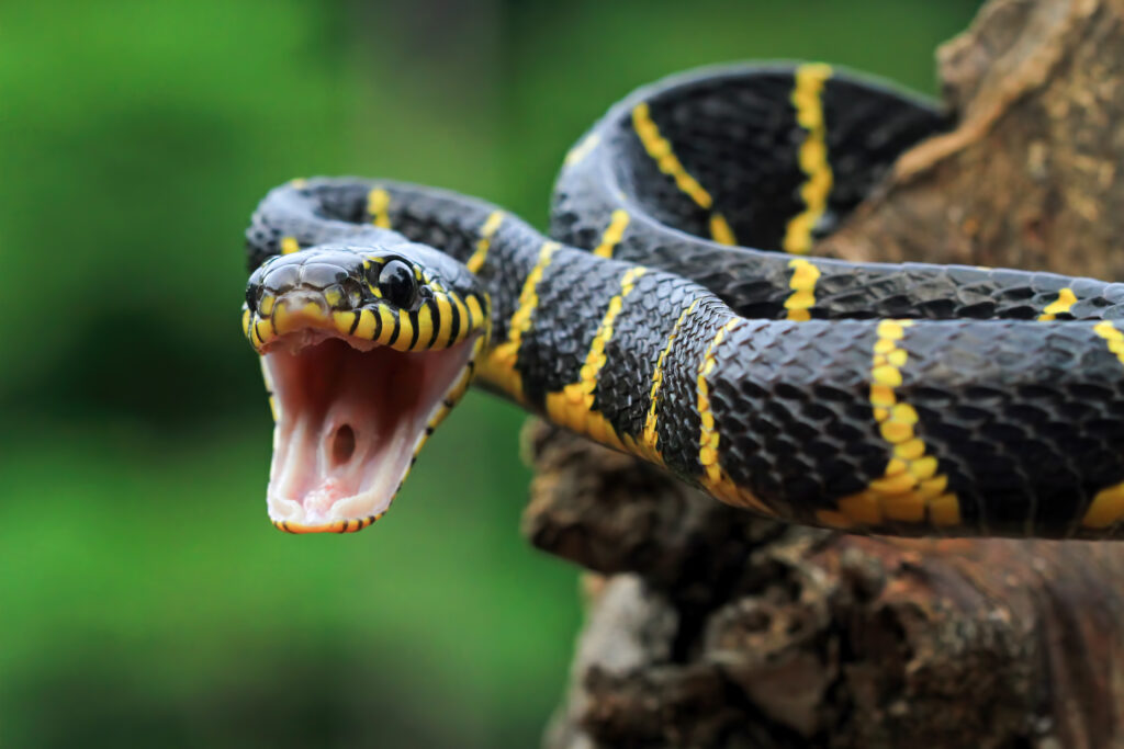 Five Snake Care Tips for Beginners