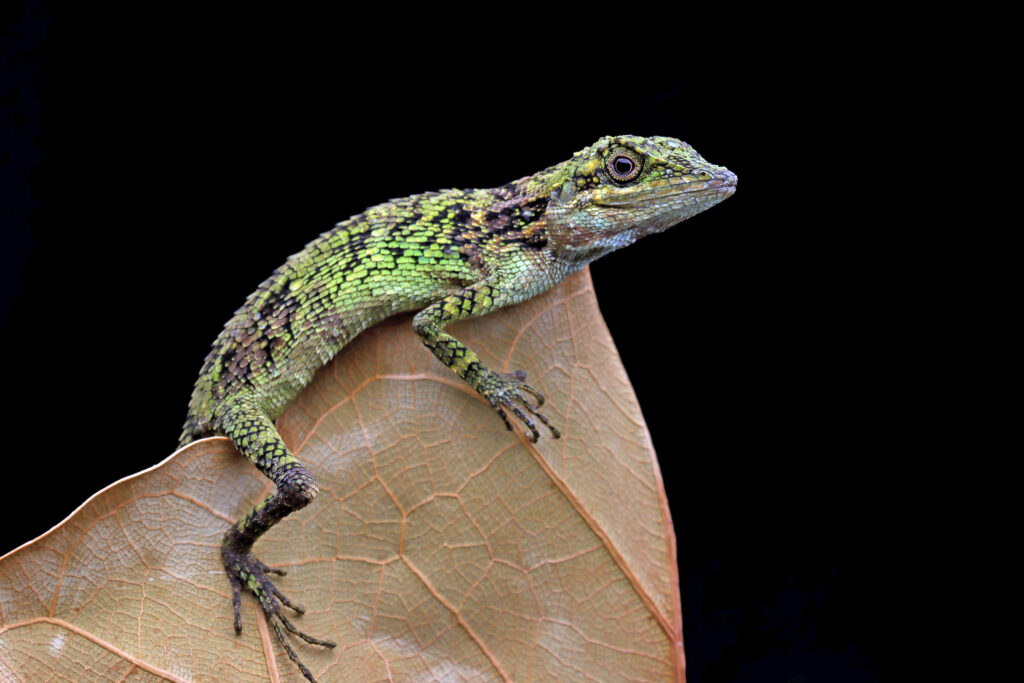 Understanding Your Lizards’ Social Behavior