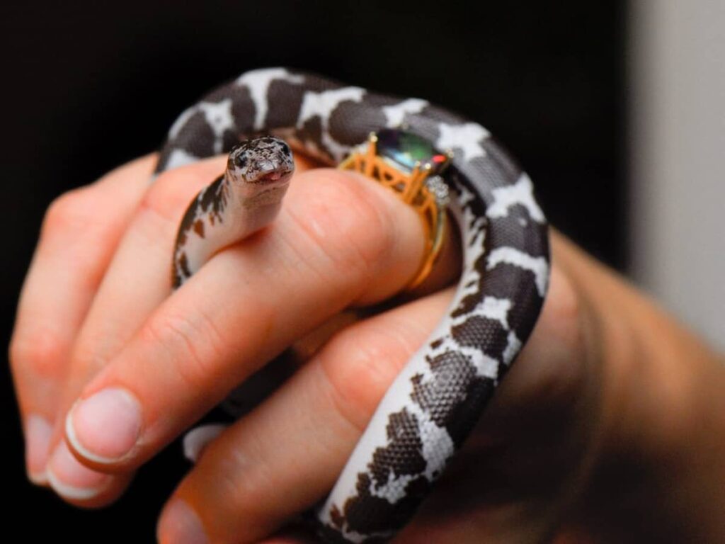 What to do if your kids want you to buy pet snakes for Christmas
