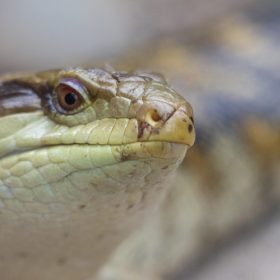 Blue Tongue Skinks