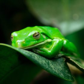Frogs