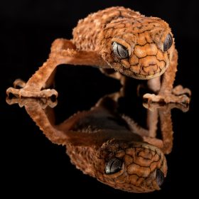 Gecko Ozherp