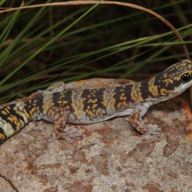 Geckos