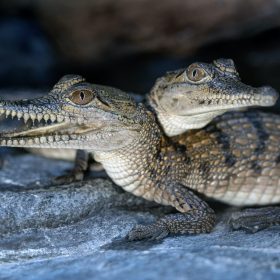 crocodile